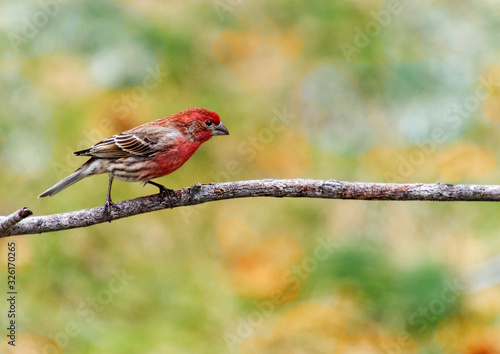 Male house finch bird with red head and breast with colorful pale background
