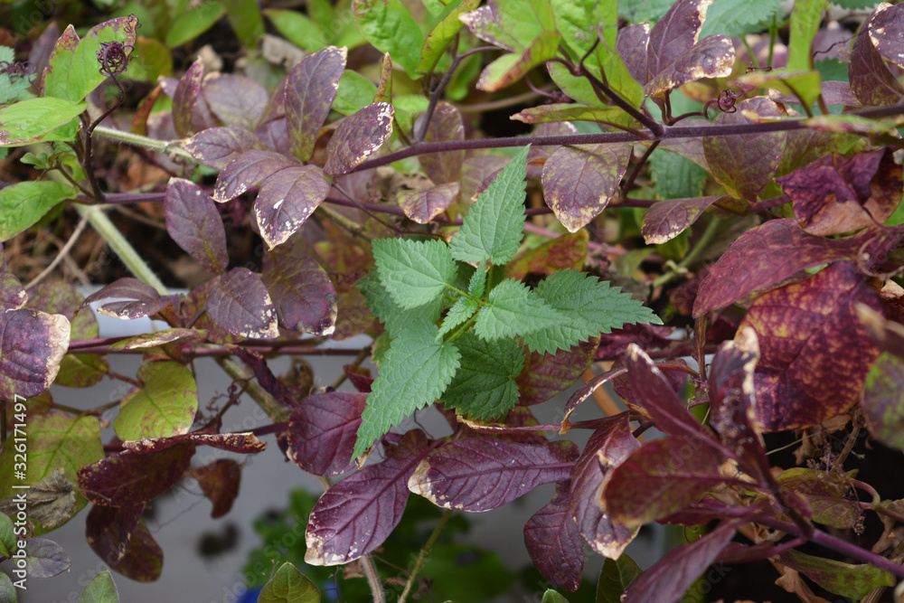 Obraz premium Green nettle and purple leaves of cobaea in the garden on the balcony in autumn. Cultural and wild plants.
