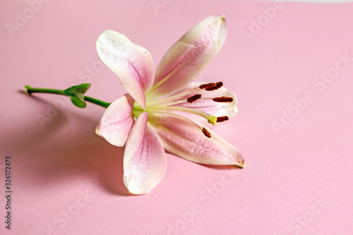 Lily flower. Side view of a white lily flower on a pink background © Arylanna
