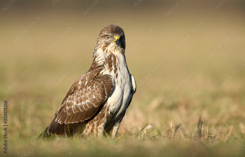 Obraz premium Common buzzard (Buteo buteo) close up