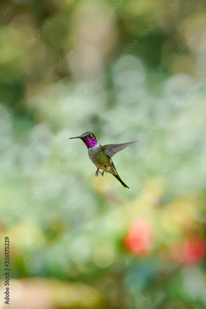Fototapeta premium Hummingbird Amethyst Woodstar