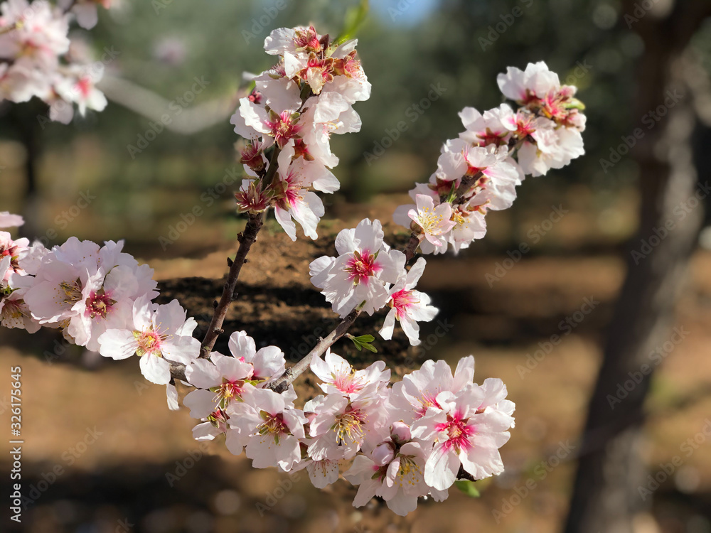 Obraz premium Beautiful almonds blossoms