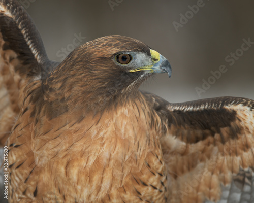 Red-tailed hawk closeup with expanded wings