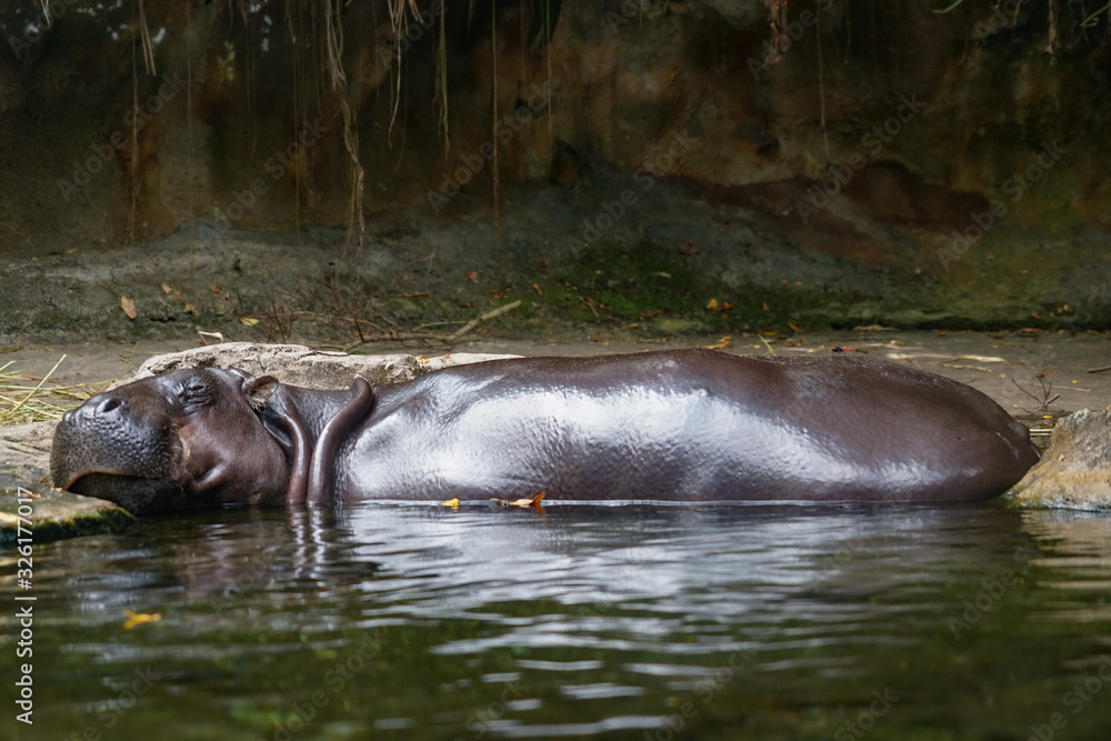 Fototapeta premium 水浴びするカバのイメージ