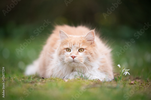 cute maine coon cat resting on grass next to a snowdrop flower