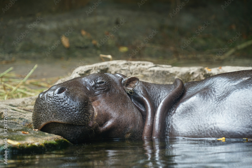 Fototapeta premium 水浴びするカバのイメージ