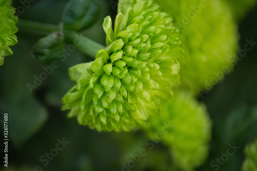 close up of a plant