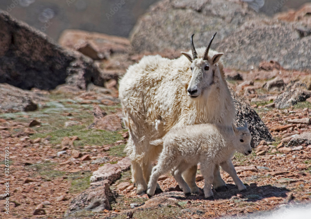 Wild Mountain Goat on Mt. Evans brings her baby down the mountain to eat. Wild Mountain Goat on Mt. Evans brings her baby down the mountain to eat.