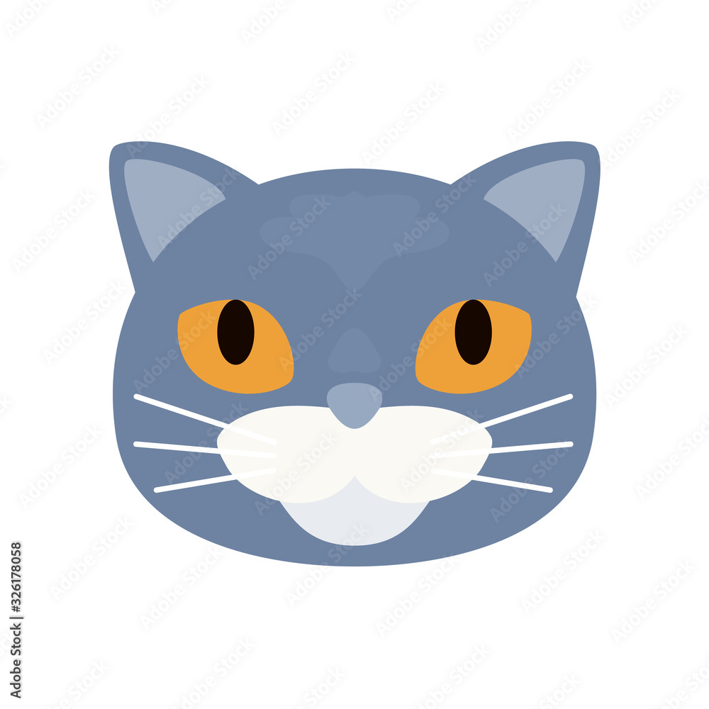Grey short haired british cat. Grey short haired british cat.