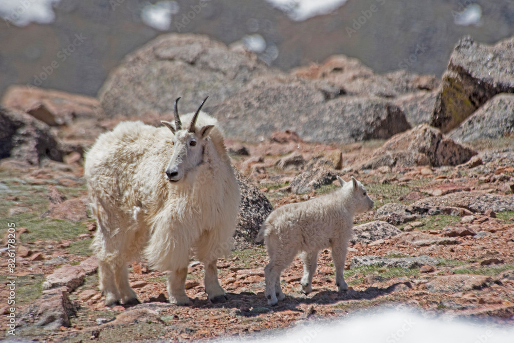 Wild Mountain Goat on Mt. Evans brings her baby down the mountain to eat.