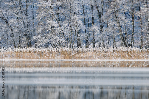 Wallpaper Mural Frozen reeds and trees on riverbank, Göta Älv river, Sweden, Europe Torontodigital.ca