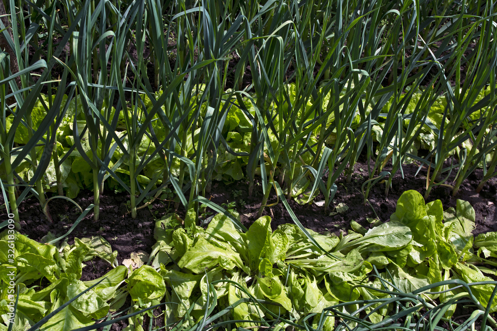 Fototapeta premium Early vegetables onions and salad