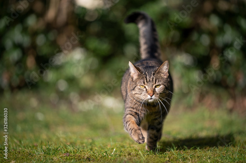 tabby domestic shorthair cat looking walking towards camera on grass in sunlight