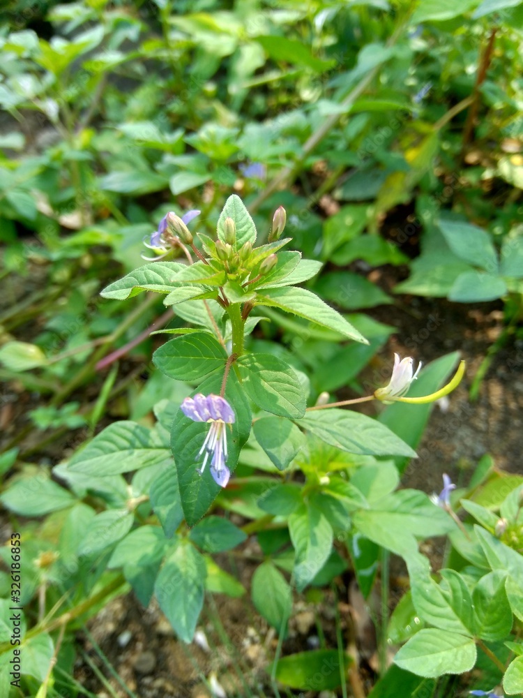 weeds grass in the nature background