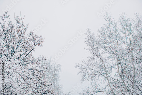 tree in snow © Erika