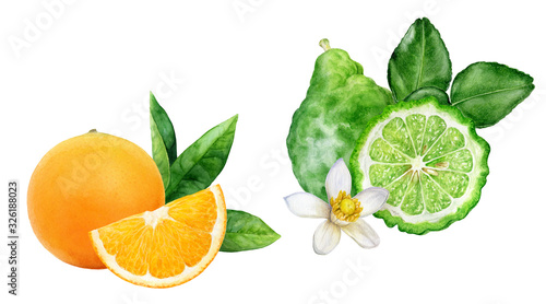 Bergamot with leaves orange watercolor isolated on white background photo