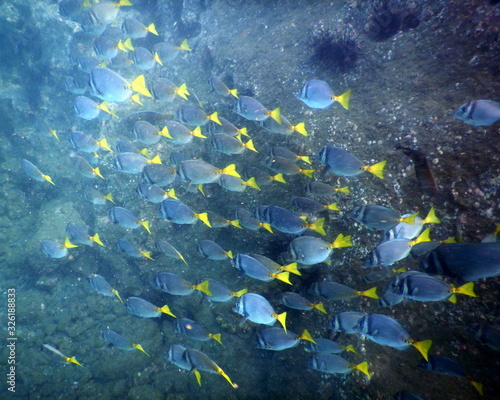 Underwater beach fish