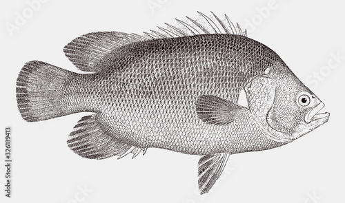 Atlantic tripletail lobotes surinamensis, tropical marine fish in side view