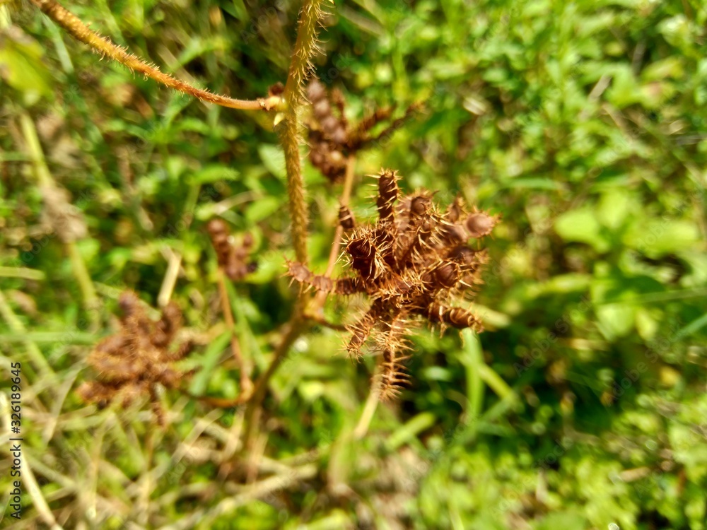 Dry mimosa pudica seed , also called sensitive plant, sleepy plant, action plant, touch-me-not, shameplant, zombie plant. Dry mimosa pudica seed , also called sensitive plant, sleepy plant, action plant, touch-me-not, shameplant, zombie plant.