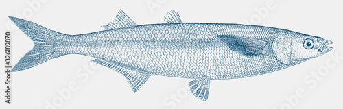 Jack silverside or jacksmelt, atherinopsis californiensis, a fish from the pacific coast of north america in side view photo