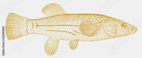 Female striped killifish fundulus majalis, marine fish from North America in side view