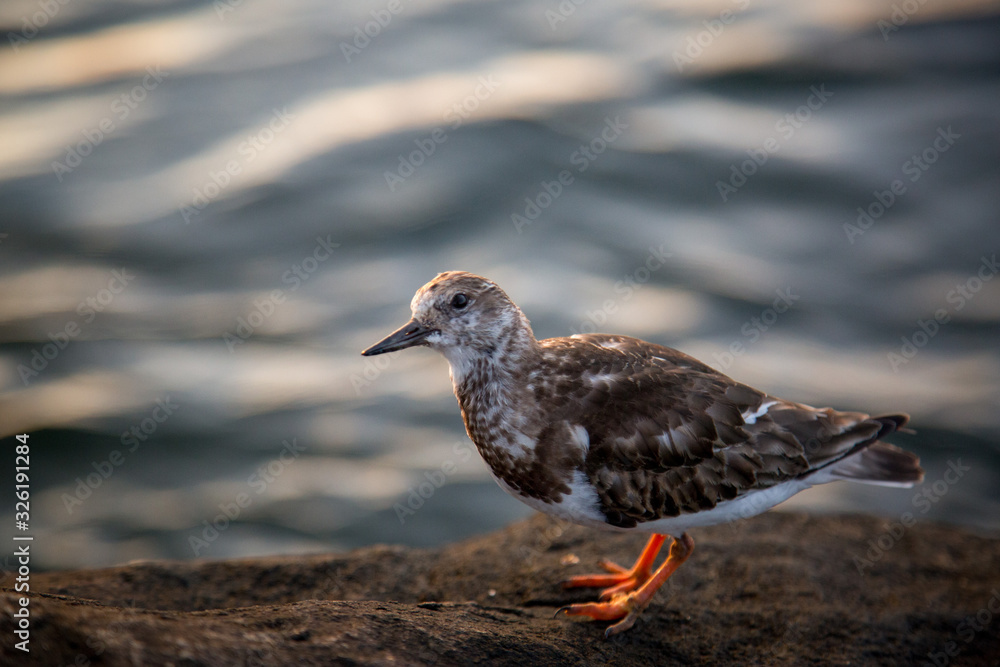 Bokeh Bird Bokeh Bird