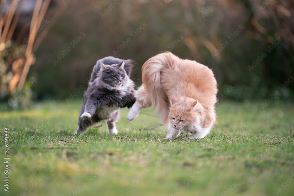 two playful maine coon cats chasing each other outdoors in garden running side by side attacking