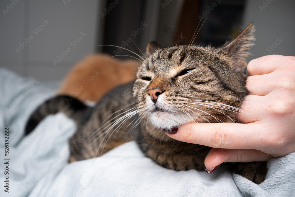 cute tabby cat enjoys being stroked on chin by pet owner in bedroom cute tabby cat enjoys being stroked on chin by pet owner in bedroom