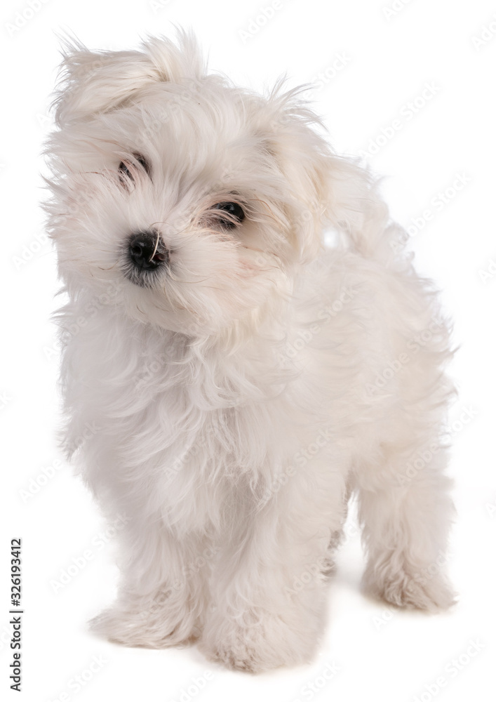 Maltese bichon puppy standing