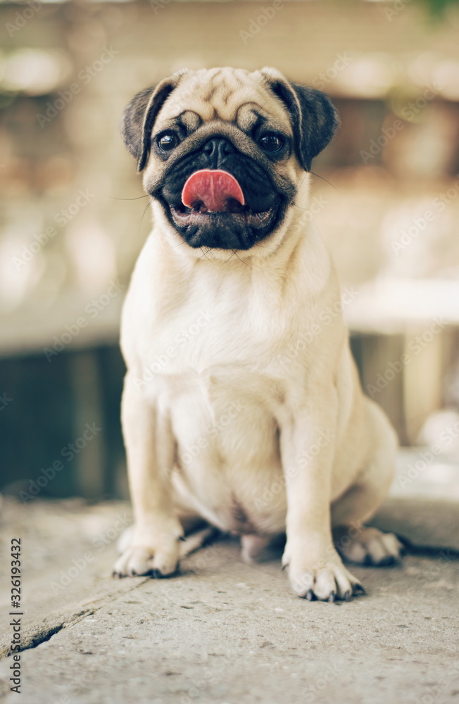 pug on a white background. Portrait of a puppy pug pug on a white background. Portrait of a puppy pug