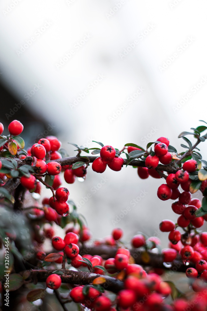 red berries on a white background red berries on a white background