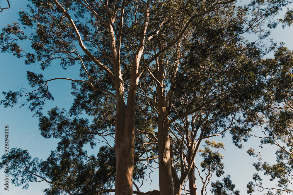Obraz premium eucalyptus gum tree shot outdoor under strong sunshine