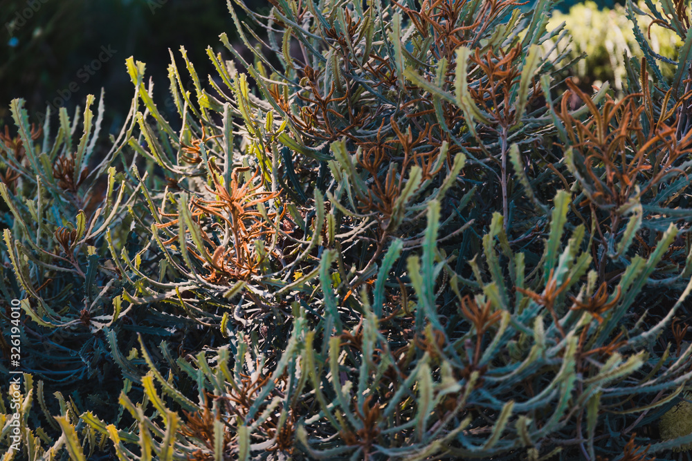 banksia plant shot outdoor under strong sunshine banksia plant shot outdoor under strong sunshine