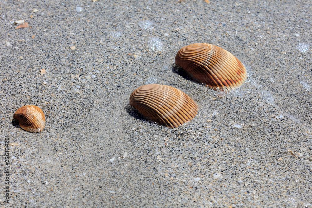 Three heart cockles lie on the beach in the sand Three heart cockles lie on the beach in the sand