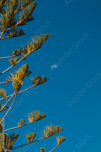 norfolk pine at dusk with serene sky and moon