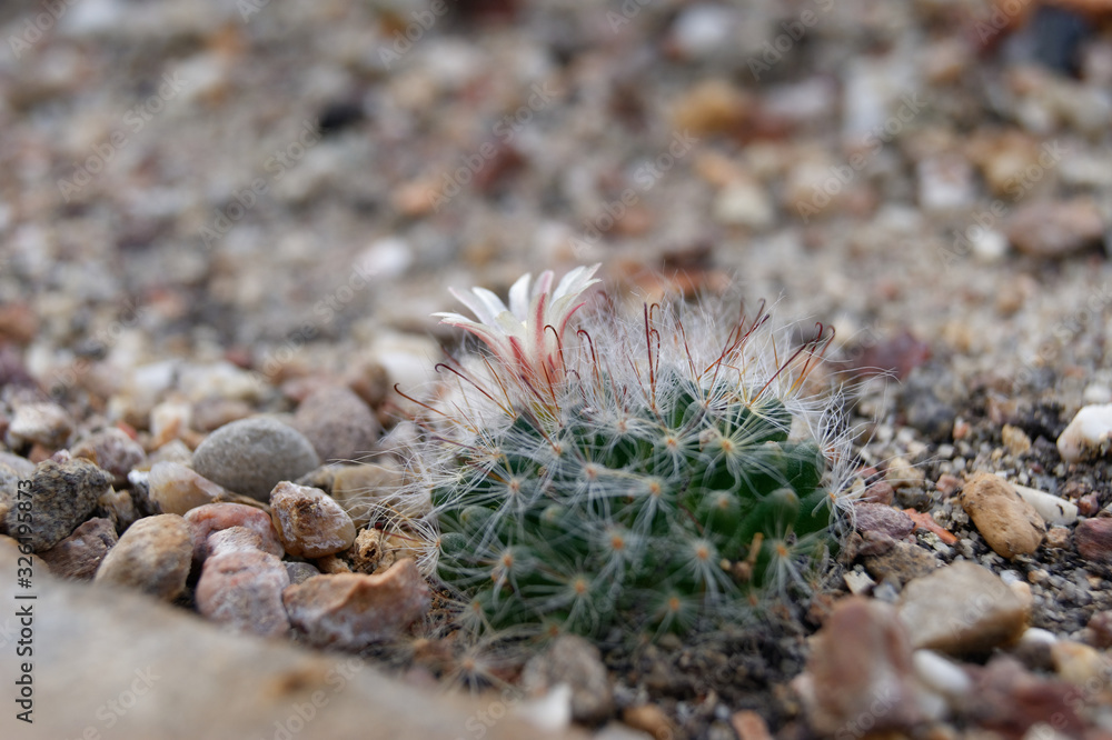 pincushion cactus Mammillaria