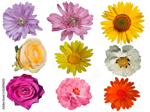 Different flowers isolated on white background.