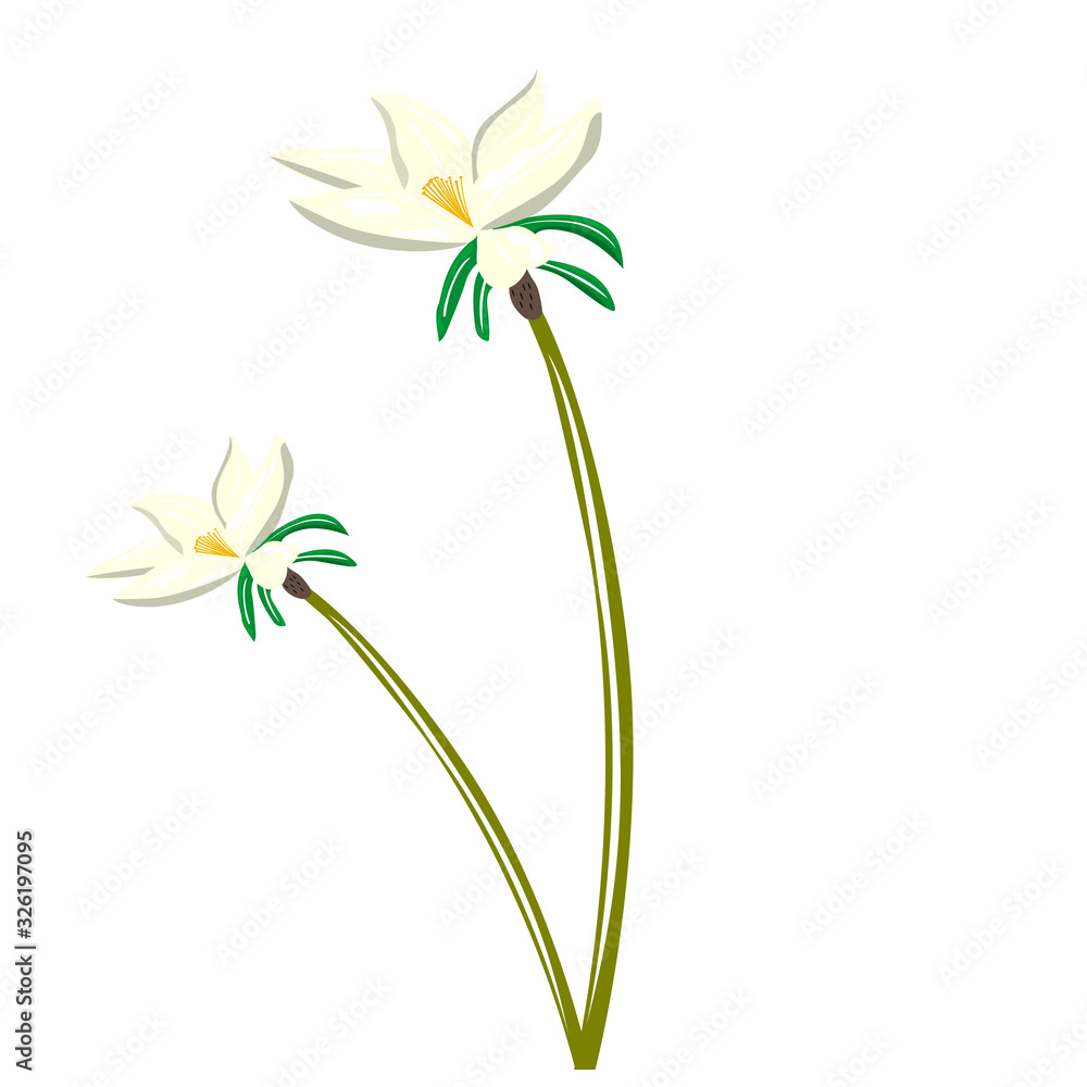 Fototapeta premium Isolated watercolor flower