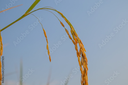 Golden golden ears on rice