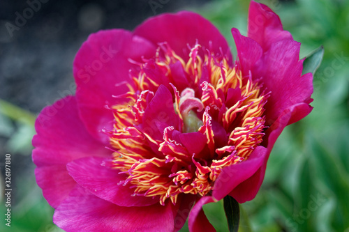 Paeonia officinalis common peony or garden peony flowers