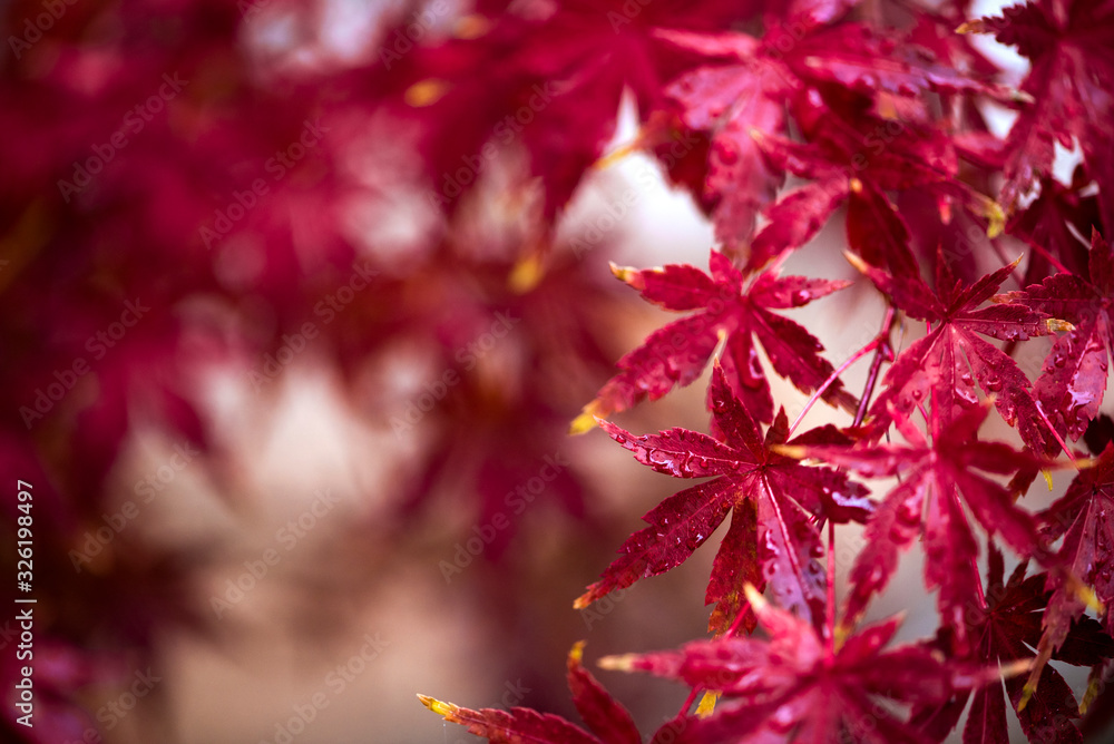 bright red japanese maple leaves in the rain, autumnal foliage with water droplets, macro fall leaf bright red japanese maple leaves in the rain, autumnal foliage with water droplets, macro fall leaf