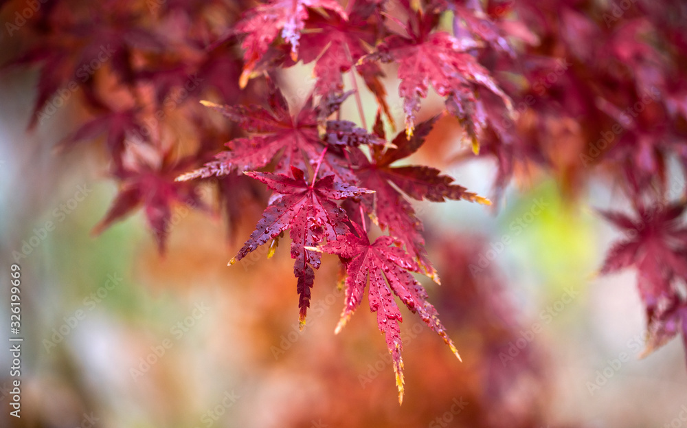 bright red japanese maple leaves in the rain, autumnal foliage with water droplets, macro fall leaf bright red japanese maple leaves in the rain, autumnal foliage with water droplets, macro fall leaf
