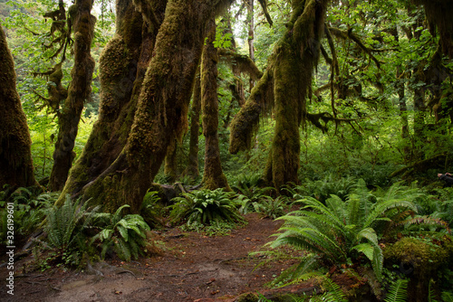 Hoh Rainforest in Olympic National Park  © Samantha