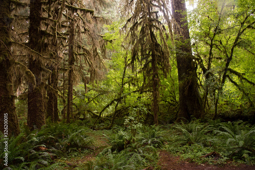 Hoh Rain forest in Olympic National Park 