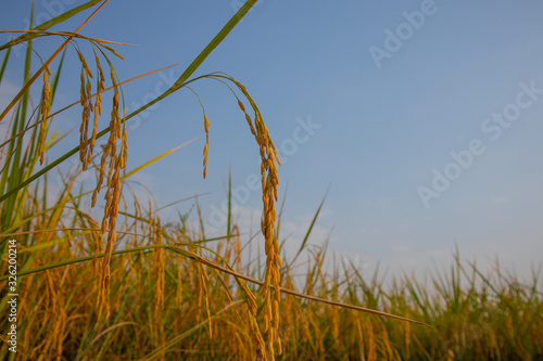 The golden side is on the rice field under the blue sky photo