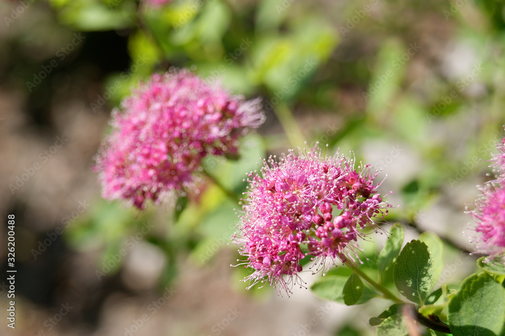 Fototapeta premium dense-flowered spiraea rose meadowsweet Spiraea densiflora