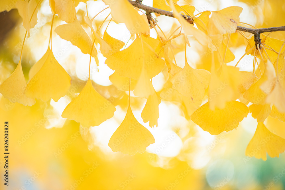 bright yellow ginkgo leaves in the rain, autumnal foliage, macro fall leaf, golden maidenhair leaf bright yellow ginkgo leaves in the rain, autumnal foliage, macro fall leaf, golden maidenhair leaf