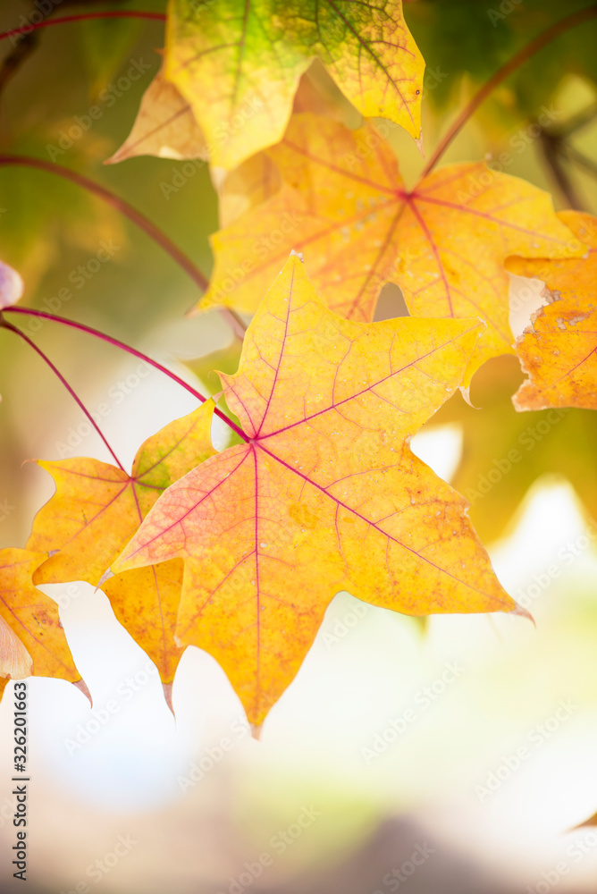 bright yellow grape leaves in the rain, autumnal foliage with water droplets, macro fall leaf