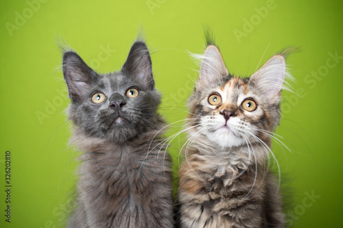 portrait of two cute maine coon kittens looking up curiously in front of green background. the one cat has blue fur and the other tabby