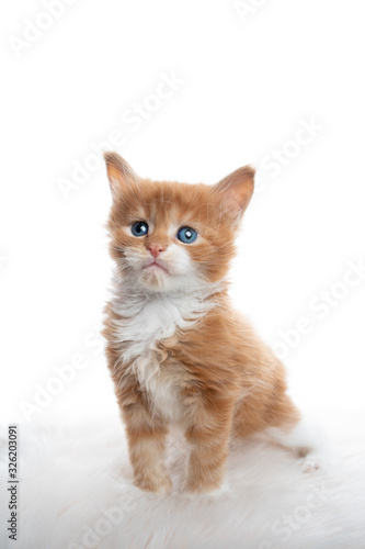 studio portrait of a cute 5 week old ginger maine coon kitten standing on fur isolated on white background